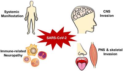 Frontiers | Severe Acute Respiratory Syndrome Coronavirus 2-Induced ...